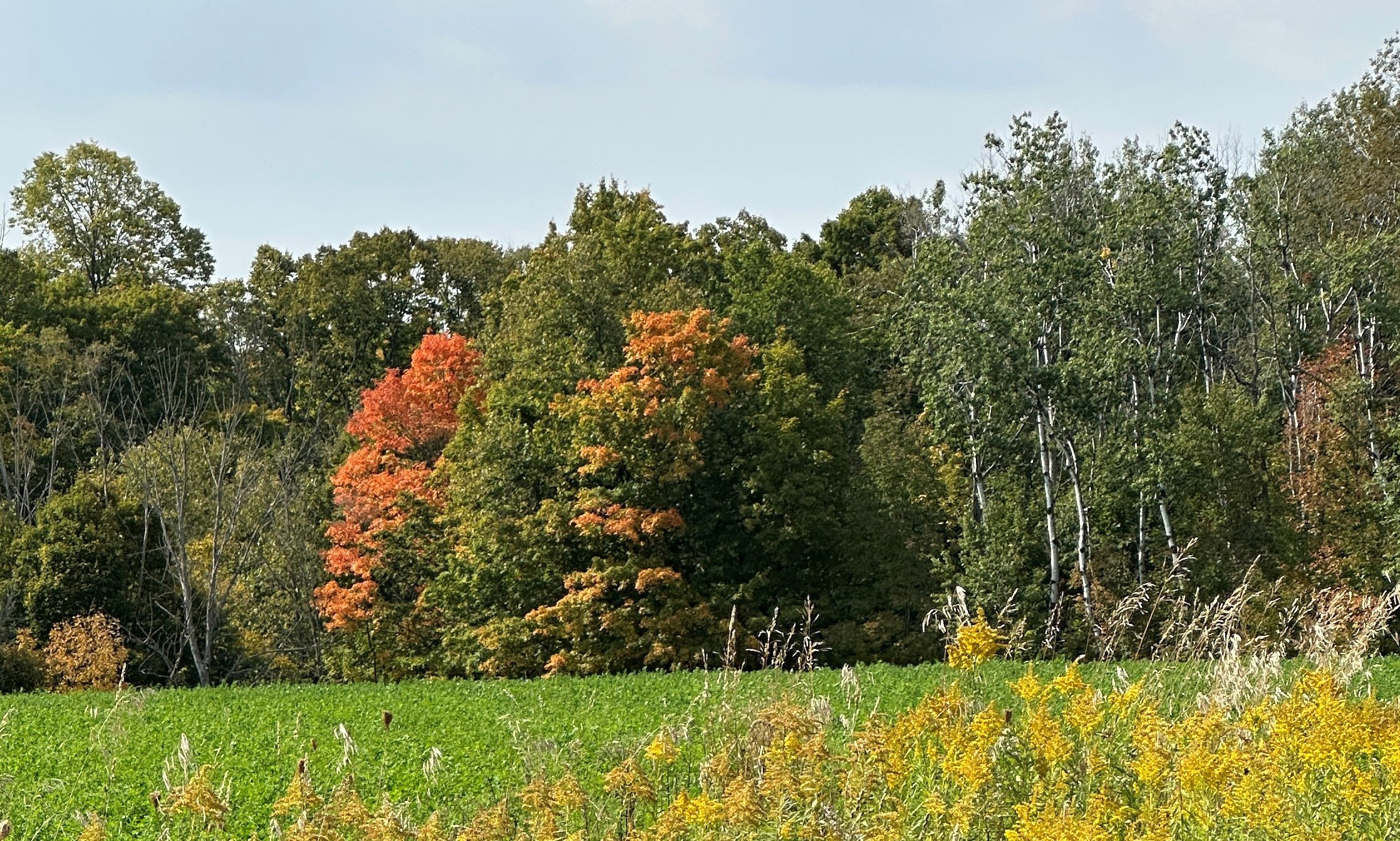 Several trees along a wooded border with leaves starting to turn orange and red.